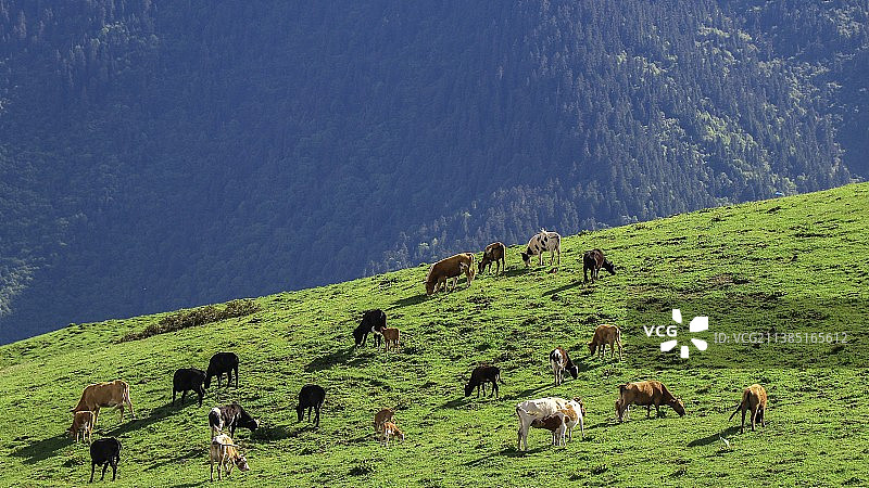 吃草的牛群图片素材