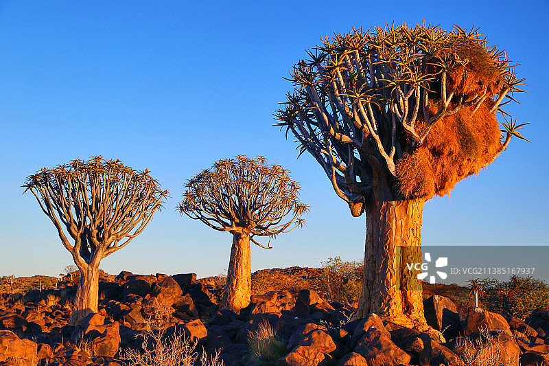 婀娜的箭袋树图片素材