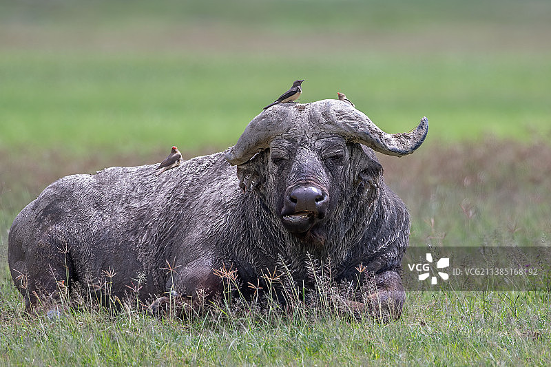 大草原上非洲水牛肖像图片素材