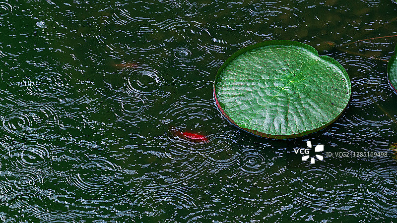 雨中莲图片素材