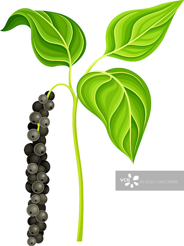 天然有机草本香料黑胡椒植物图片素材