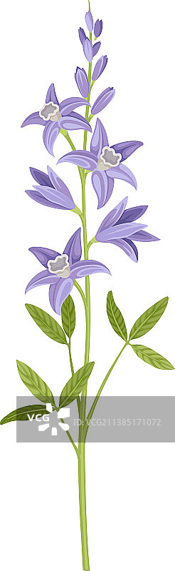 叶茎上的紫色花朵或精致花朵图片素材