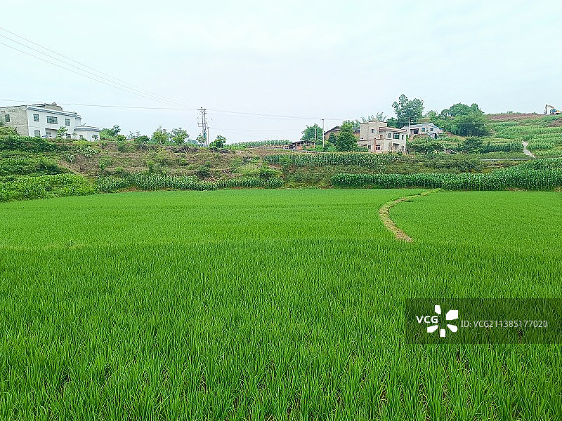 水稻秧田图片素材