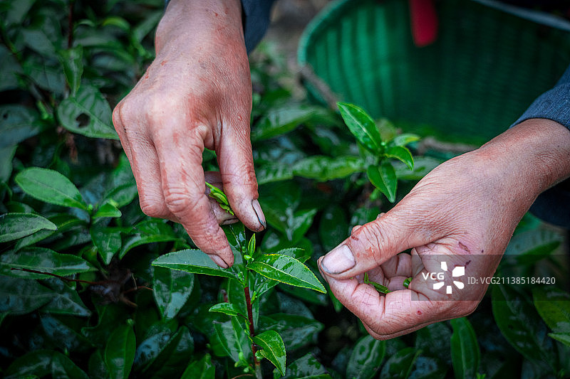 采茶的女性手部特写图片素材