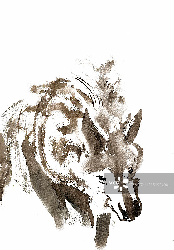 狡猾的狼图片素材