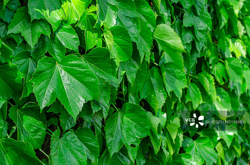 中国野生植物栽培植物拍摄主题，野外的爬山虎绿色植物，户外白昼无人图像摄影图片素材