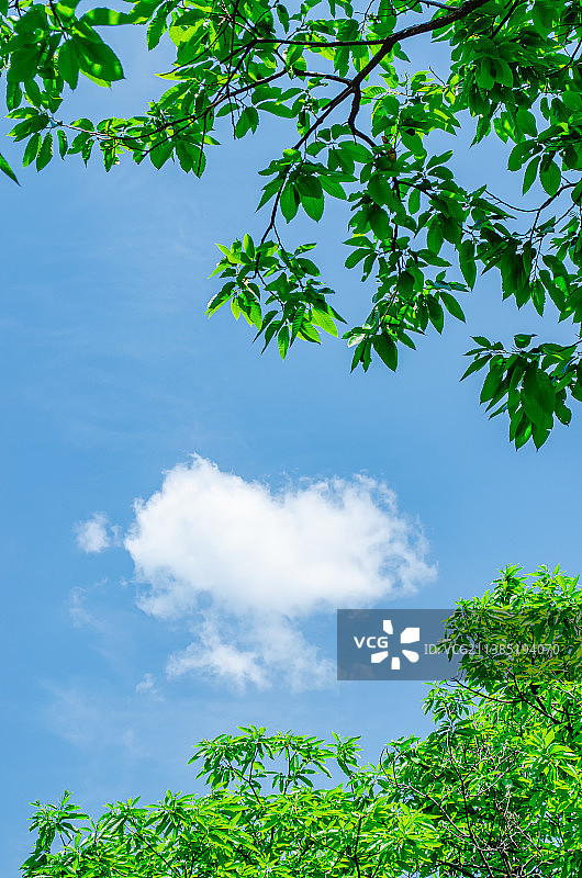 中国自然风光拍摄主题，绿色大树和蓝色的天空白云，户外白昼无人图像摄影图片素材