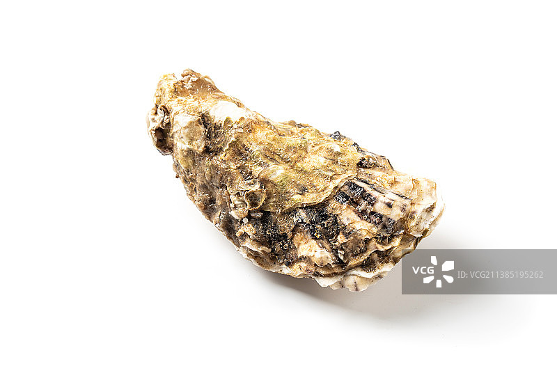 新鲜大生蚝图片素材