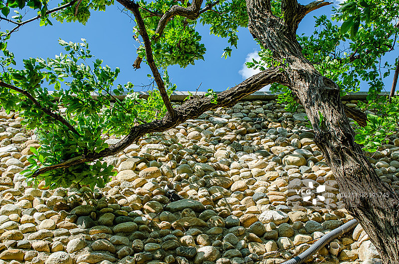 中国自然风光拍摄主题，绿色大树和蓝色的天空白云，户外白昼无人图像摄影图片素材