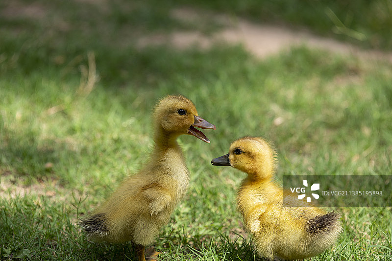 小黄鸭图片素材