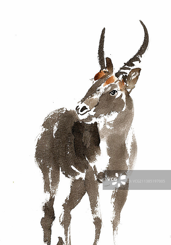 抬头张望的羊图片素材