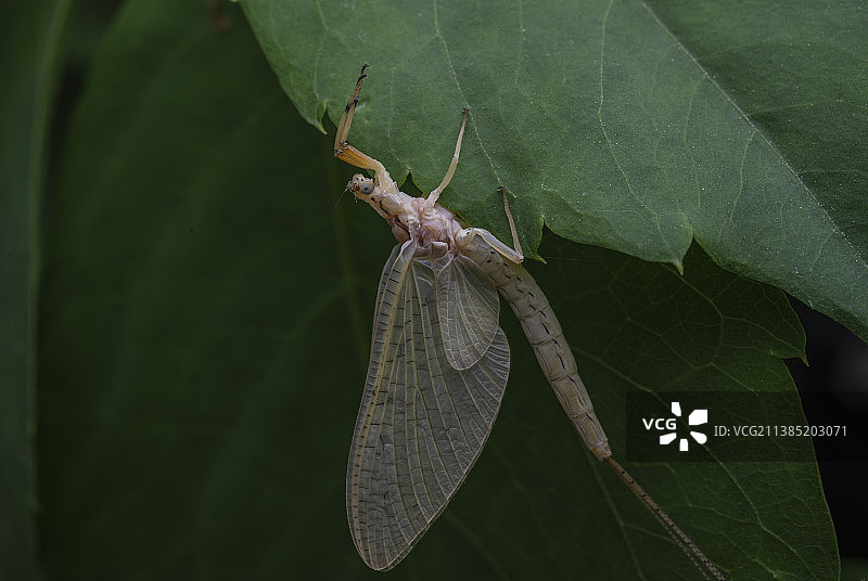 一只蜉蝣在绿叶上图片素材