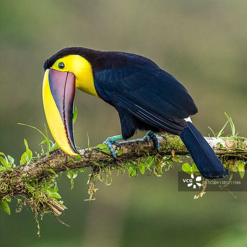 龙骨巨嘴鸟图片素材