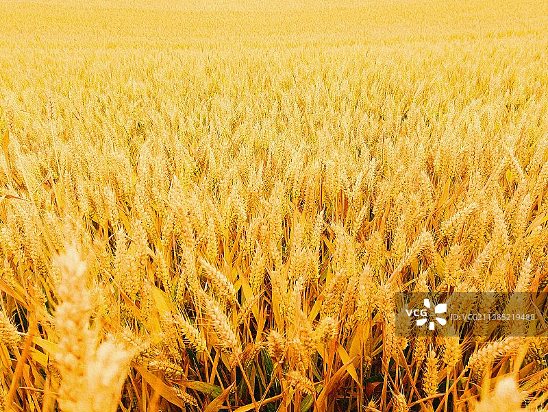 丰收的季节图片素材