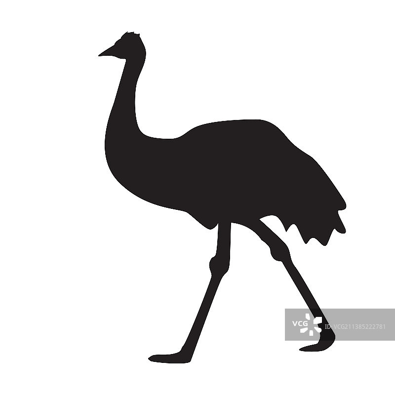 白色背景上的鸸鹋黑色轮廓图片素材