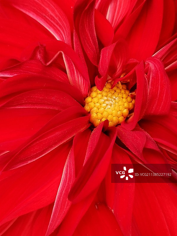 大地花开图片素材