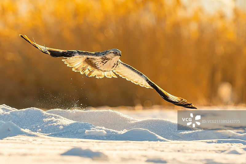腾飞的毛脚鵟图片素材