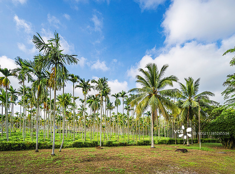低视角仰拍海南三亚热带的槟榔树林图片素材