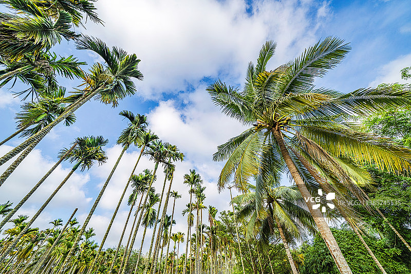 低视角仰拍海南三亚热带的槟榔树林图片素材