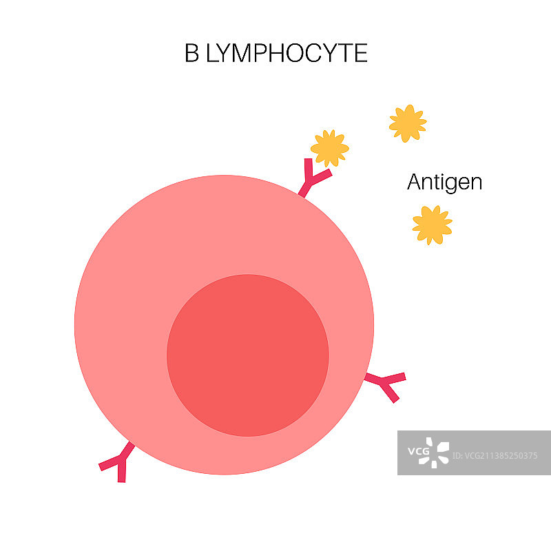 B细胞淋巴细胞图片素材