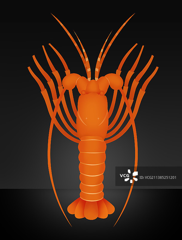 波纹龙虾小青龙，大龙虾传统美食插画，虾蟹类图鉴图片素材