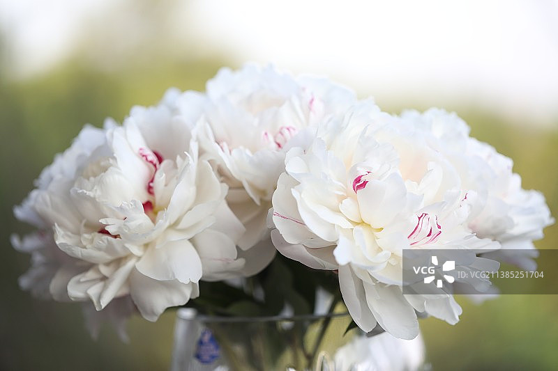 芍药特写图片素材