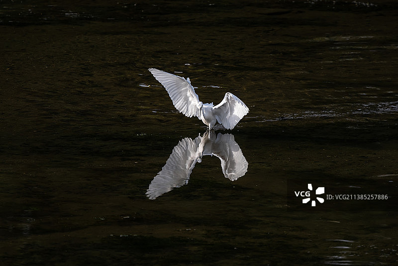 清河鹭影图片素材