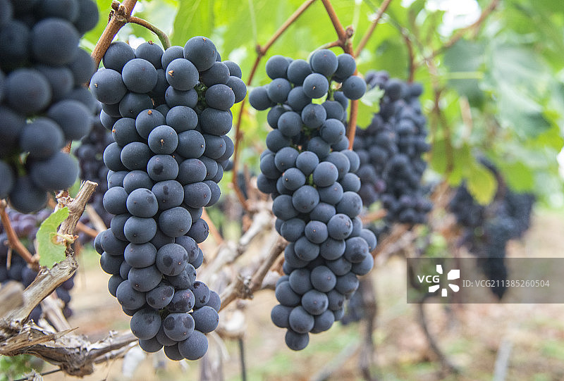 成熟的巨峰葡萄图片素材