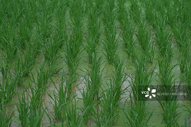 稻田里刚插的秧苗图片素材