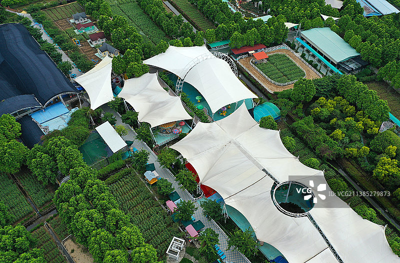 广东省广州市南沙区万顷沙镇百万葵园航拍图片素材