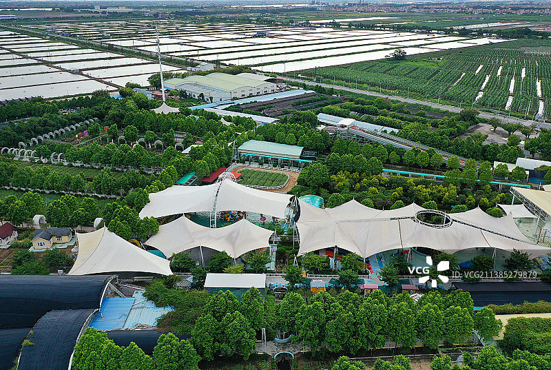 广东省广州市南沙区万顷沙镇百万葵园航拍图片素材