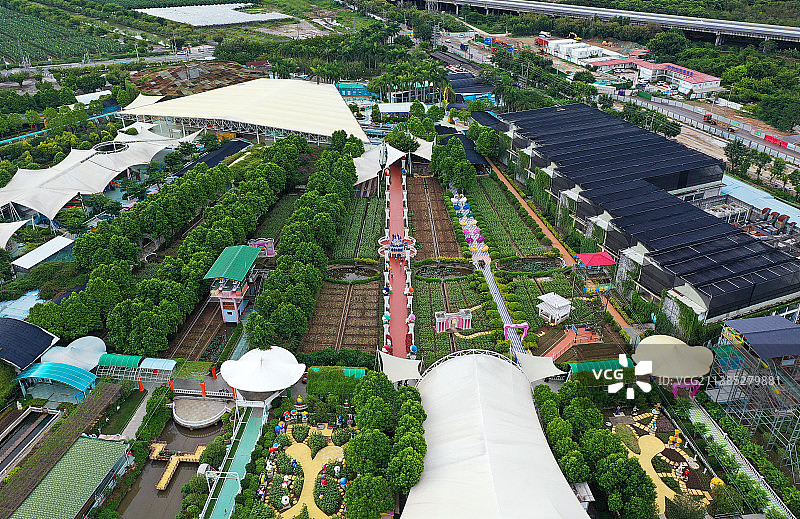 广东省广州市南沙区万顷沙镇百万葵园航拍图片素材