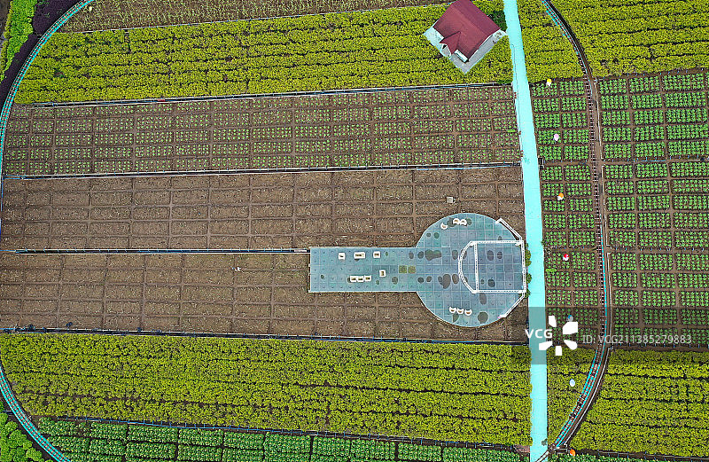 广东省广州市南沙区万顷沙镇百万葵园航拍图片素材
