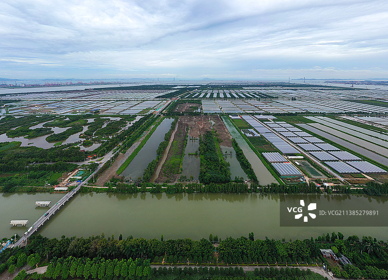 广东省广州市南沙区万顷沙镇百万葵园航拍图片素材