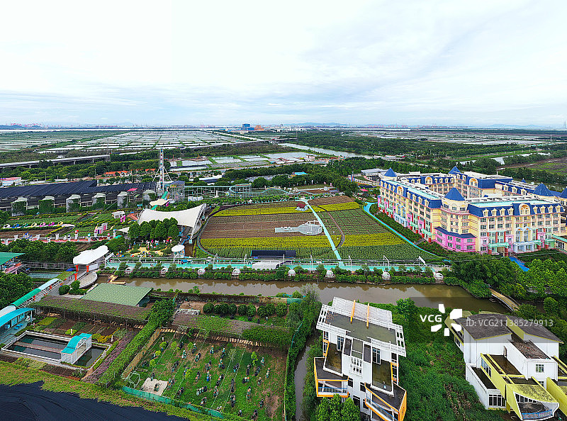 广东省广州市南沙区万顷沙镇百万葵园航拍图片素材