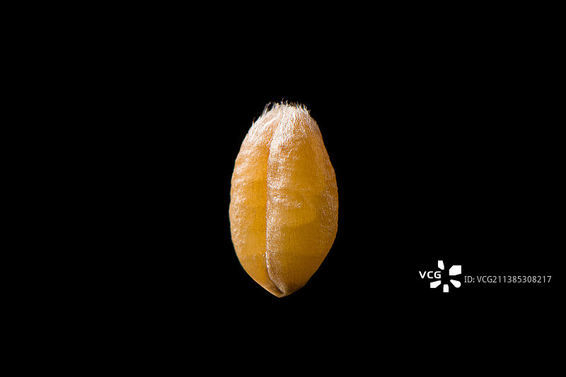 一粒小麦种子特写图片素材