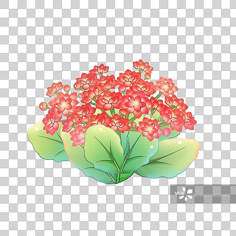 38种花卉系列素材——长寿花图片素材