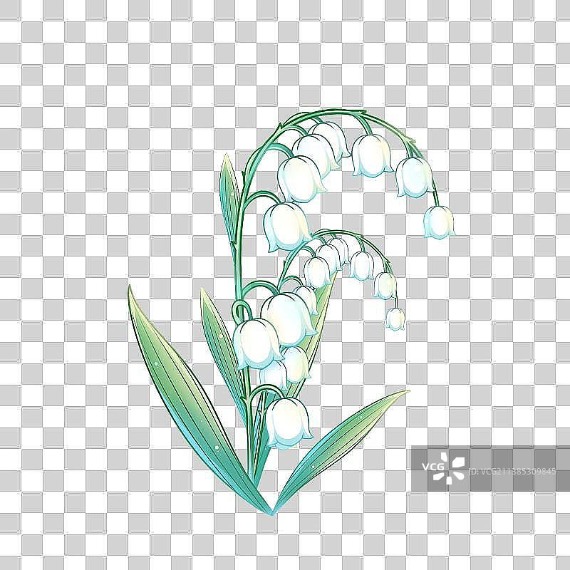 38种花卉系列素材——铃兰花图片素材