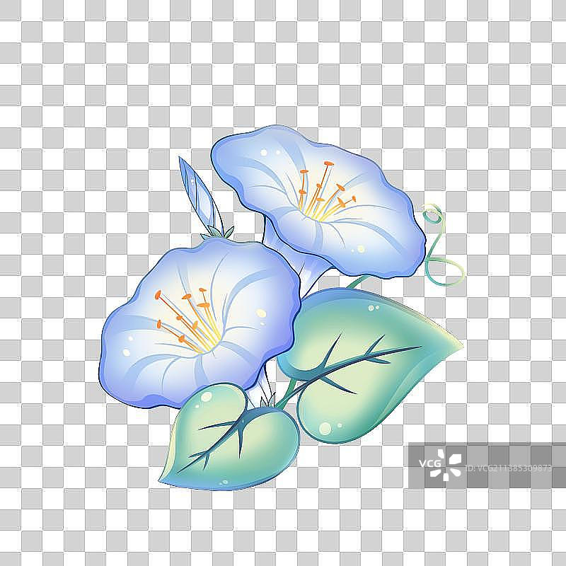 38种花卉系列素材——牵牛花图片素材