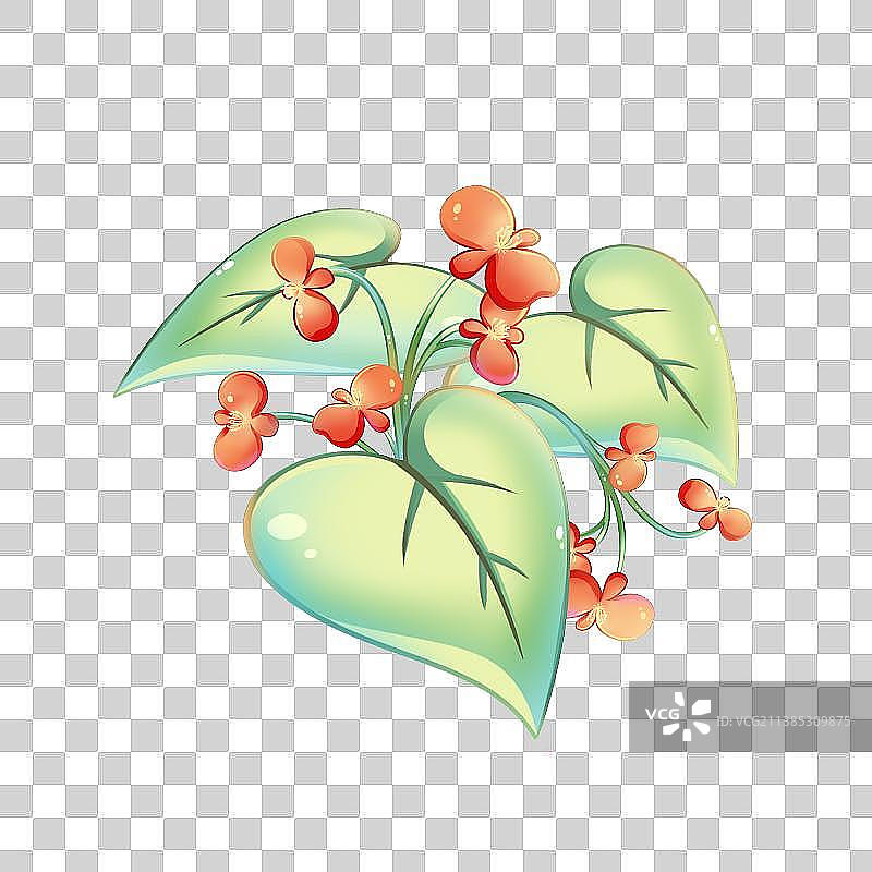 38种花卉系列素材——秋海棠图片素材