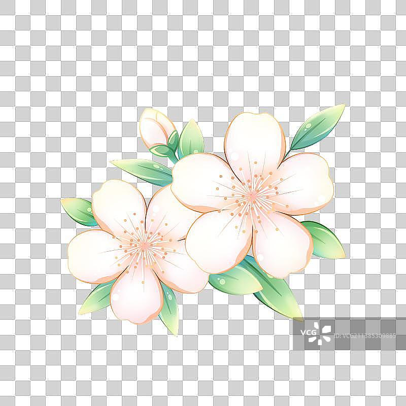 38种花卉系列素材——杏花图片素材