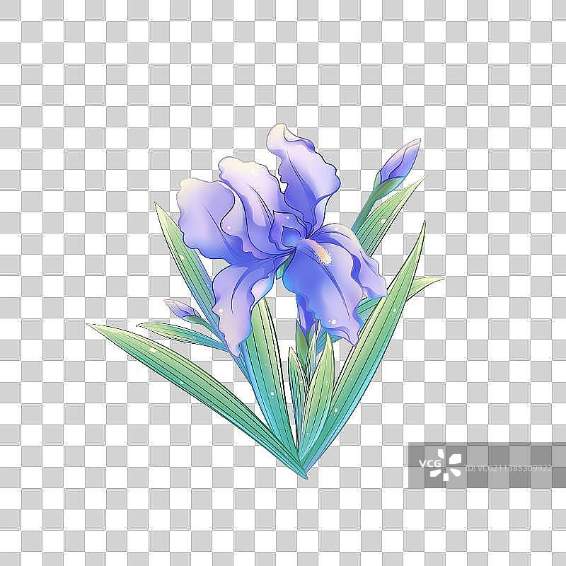 38种花卉系列素材——鸢尾花图片素材