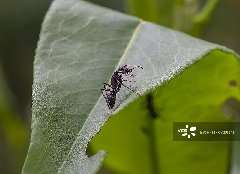 一只在树叶上的蚂蚁图片素材