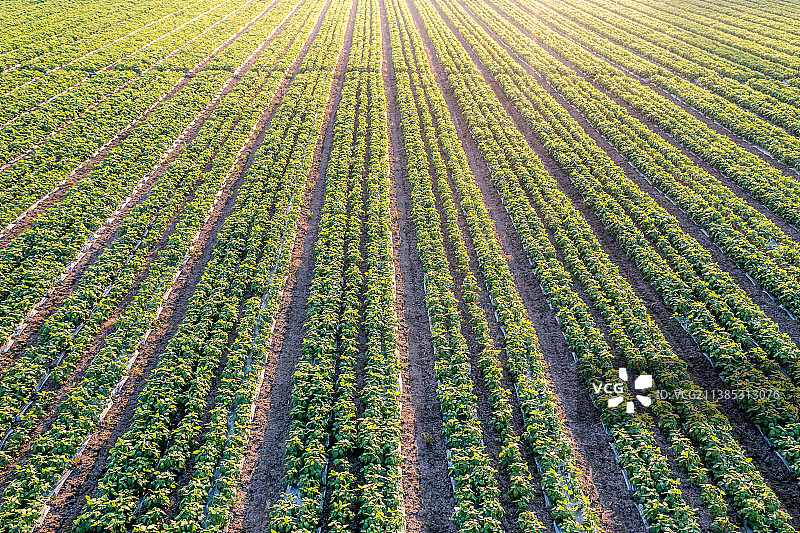 一排排蔬菜田地,农村农业经济发展图片素材