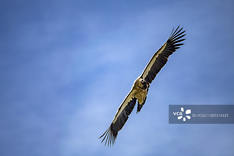 高原上的高山兀鹫图片素材