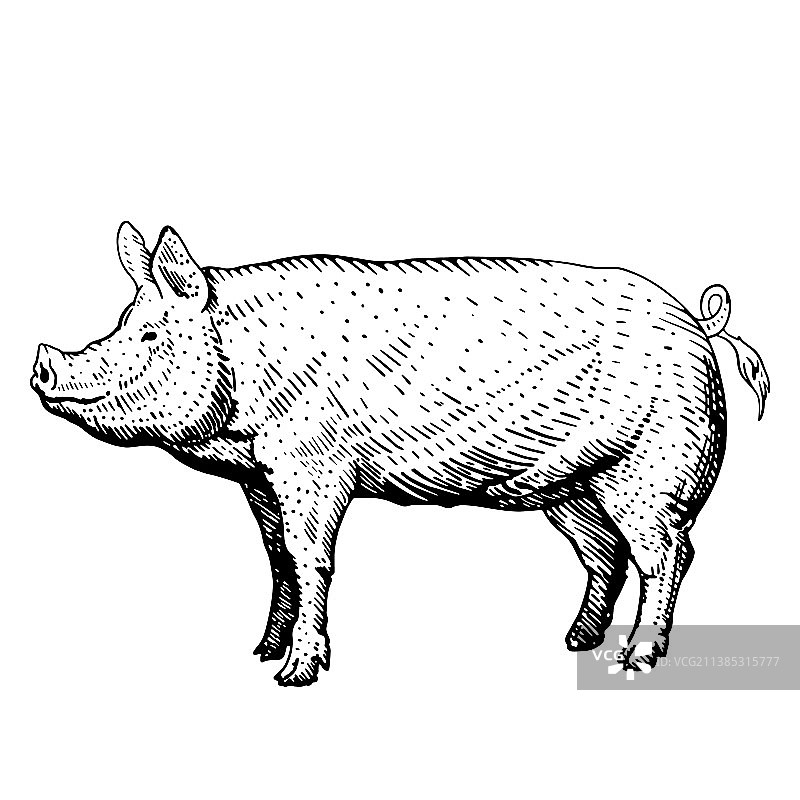小猪素描速写黑白稿图片素材
