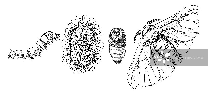 蚕蛾的单色变形图片素材