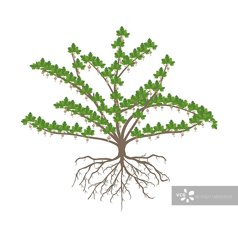 带根的醋栗丛图片素材