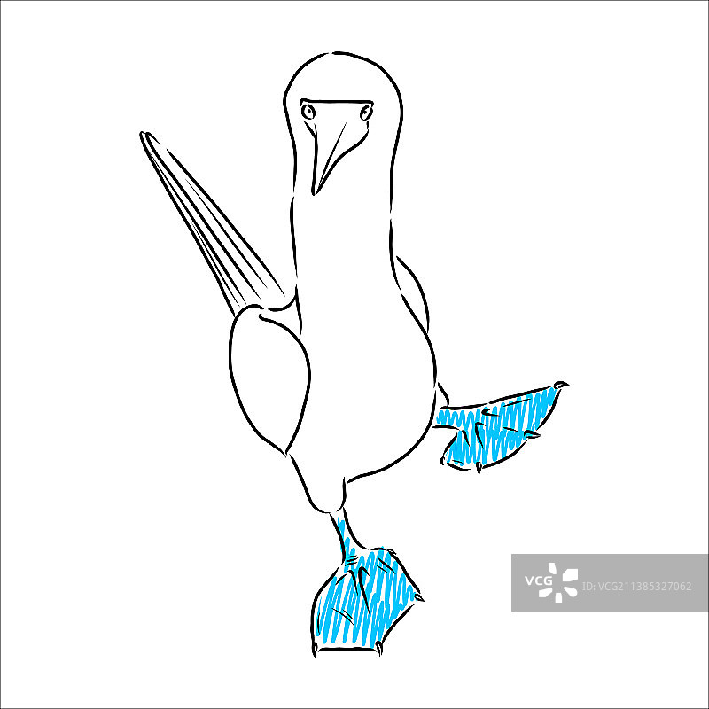 蓝脚鲣鸟黑白线条画图片素材