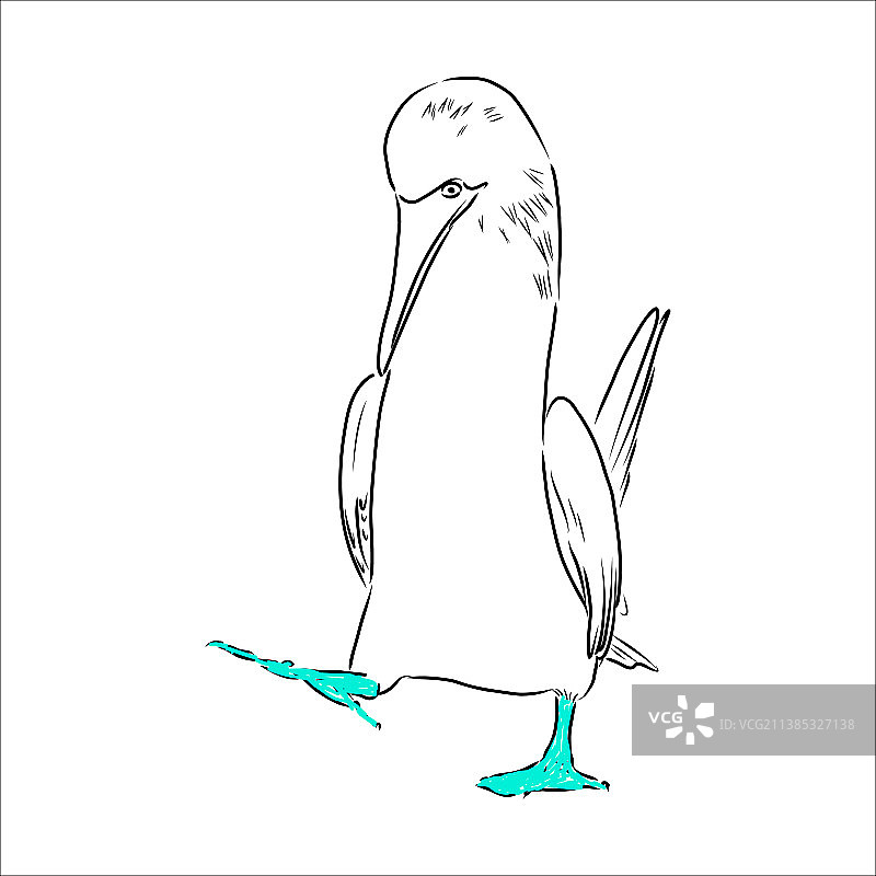 蓝脚鲣鸟黑白线条画图片素材